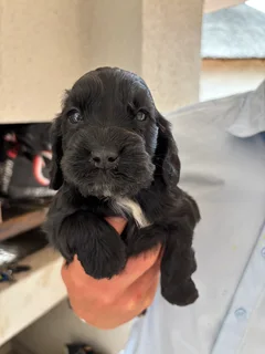 Cocker spaniel pups