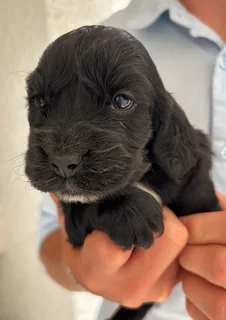 Cocker spaniel pups