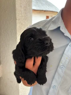 Cocker spaniel pups