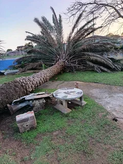 Tree  cutting and removal  0640842255