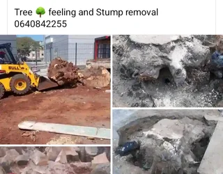 Professional tree  cutting and removal