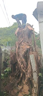 Professional tree  cutting and removal