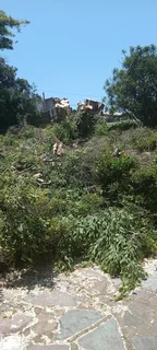 Professional tree  cutting and removal