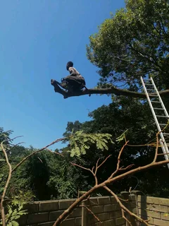 Professional tree  cutting and removal