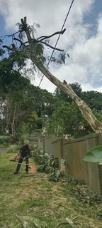 Professional tree  cutting and removal