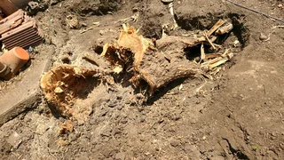 Professional tree  cutting and removal