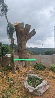 Professional tree  cutting and removal