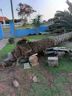 Professional tree  cutting and removal