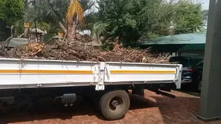 Professional tree  cutting and removal