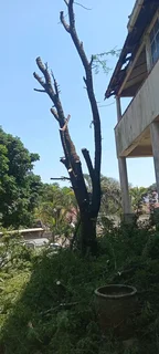 Tree feeling and removal 0640842255
