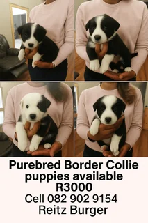 Purebred Border Collie Puppies – Vet Checked &amp; Healthy ✅