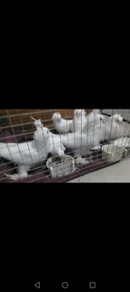 African Toy pigeons Cape town R250
