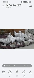 African Toy pigeons Cape town R250
