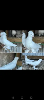 African Toy pigeons Cape town R250