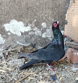 Barb Pigeons in Cape Town 250 each