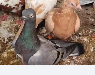 Vienna long face pigeons for sale in Cape town R150 each
