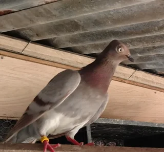Vienna long face pigeons for sale in Cape town R150 each