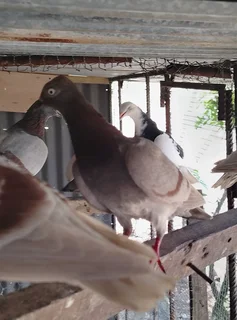Vienna long face pigeons for sale in Cape town R150 each