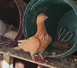 Budapest Pigeons for sale in Cape town R150 each