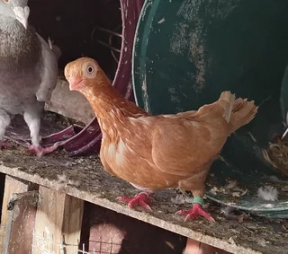 Budapest Pigeons for sale in Cape town R150 each