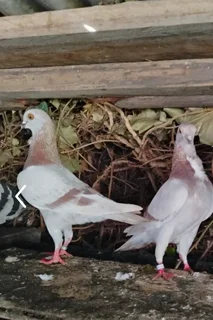 Italian owl pigeons for sale in Cape town R200 each