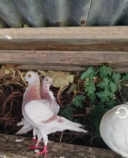 Italian owl pigeons for sale in Cape town R200 each