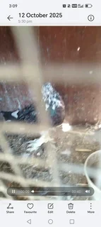 Frillback pigeons Cape town 600 Each