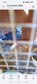 Frillback pigeons Cape town 600 Each