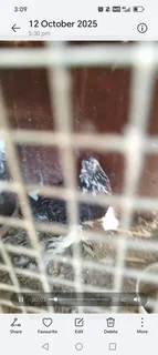 Frillback pigeons Cape town 600 Each