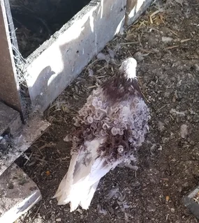 Frillback pigeons Cape town 600 Each