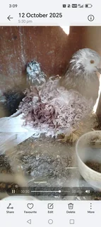 Frillback pigeons Cape town 600 Each