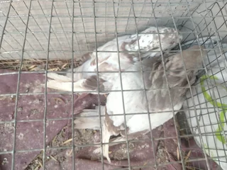 American Giant Runt pair R1200