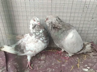 American Giant Runt pair R1200