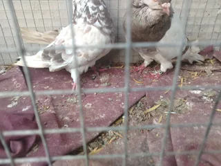 American Giant Runt pair R1200