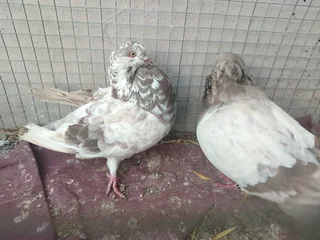 American Giant Runt pair R1200