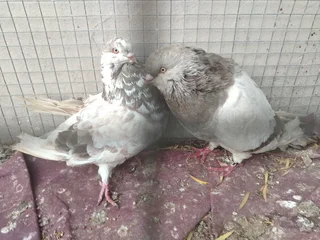 American Giant Runt pair R1200