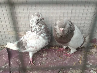 American Giant Runt pair of pigeons R1200 for both birds