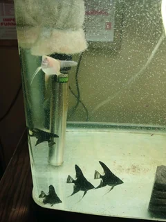 Angelfish for sale