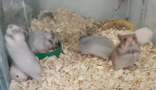 Hamsters - Ad posted by Jameel