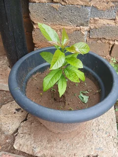 AVO TREE very healthy plus pot