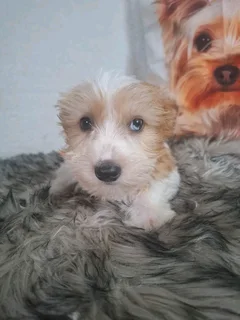 Mulberry male yorkie