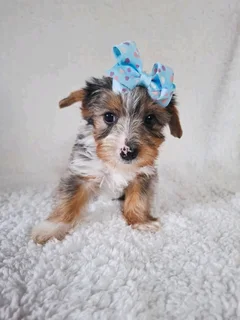 Blue merle male yorkie