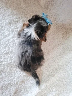 Blue merle male yorkie