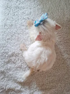 Extremely white blueberry male yorkie