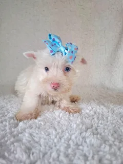 Extremely white blueberry male yorkie