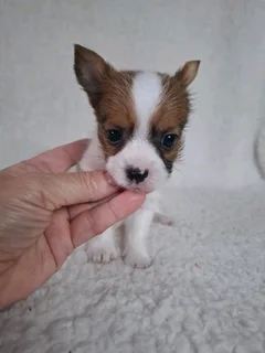 White ocean pearl male yorkie