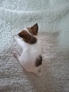 White ocean pearl male yorkie