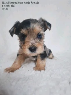 Blue diamond Blueberry merle female yorkie
