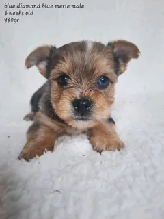Blue diamond Blueberry merle male yorkie