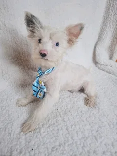 Blue diamond Blueberry male yorkie